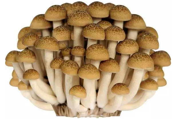http://m.vchuandong.com/ewebeditor/uploadfile/20170914091421667001.png